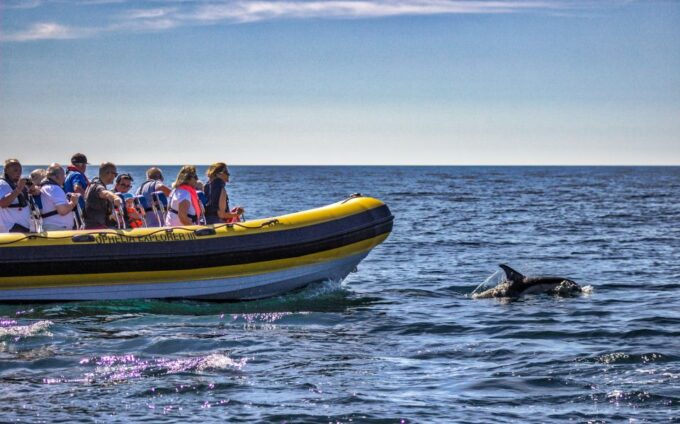 Portimão: 2-Hour Dolphin Watching Boat Tour - Nature Education With Guides