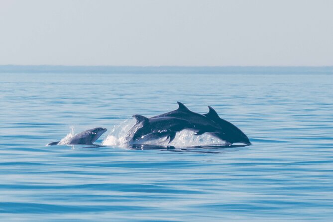Portimão: 2H30 Guaranteed - Dolphins and Seabirds - Biologist on Board - Prohibited Traveler Conditions