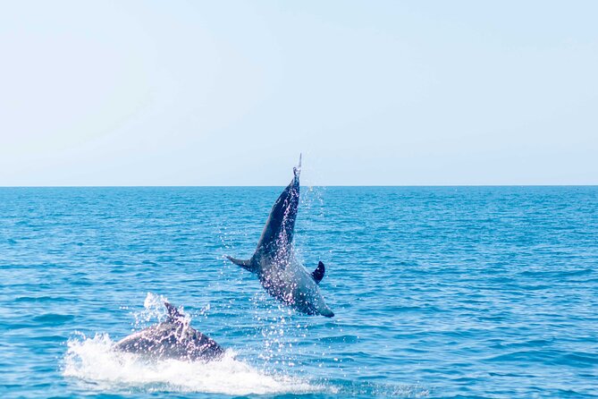 Portimão: 2H30 Guaranteed - Dolphins and Seabirds - Biologist on Board - Maximum Participant Capacity