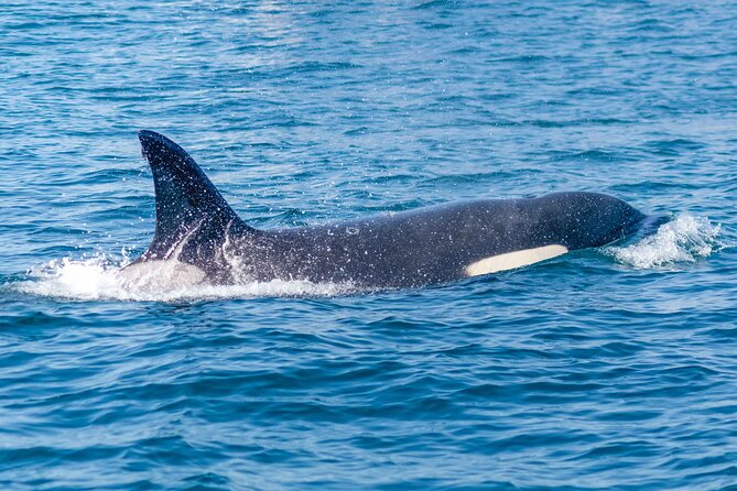 Portimão: 2H30 Guaranteed - Dolphins and Seabirds - Biologist on Board - Sightings and Guided Tour