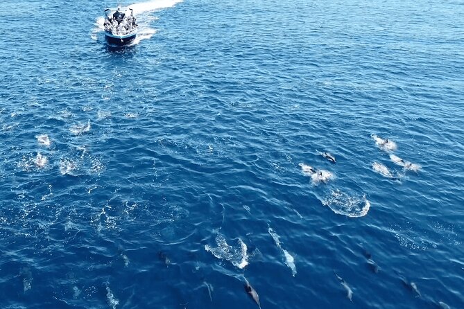 Portimão: 2H30 Guaranteed - Dolphins and Seabirds - Biologist on Board - Review Summary