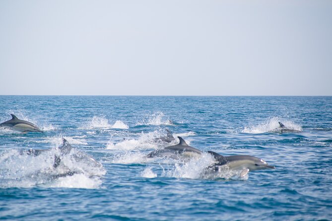 Portimão: 2H30 Guaranteed - Dolphins and Seabirds - Biologist on Board - Location and Meeting Point