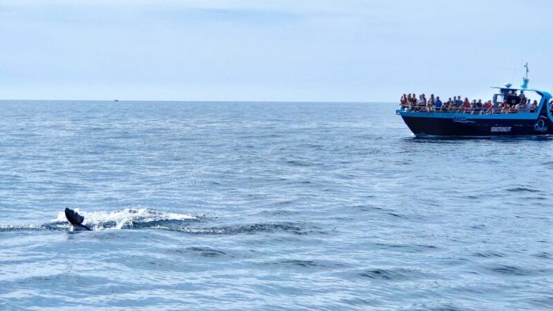 Portimão: Benagil Caves & Dolphin Watching With Biologist - Key Points
