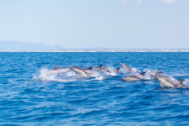 Portimão: Benagil Caves & Dolphin Watching With Biologist - Important Considerations