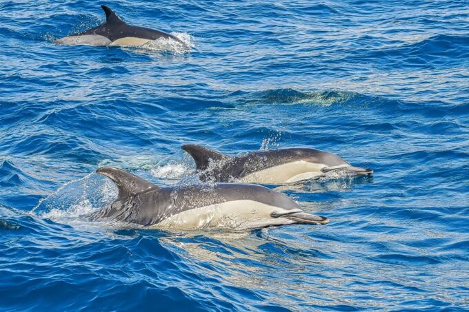 Portimão: Benagil Caves Speed Boat Tour With Sunset Option - Exploring the Algarve Coastline