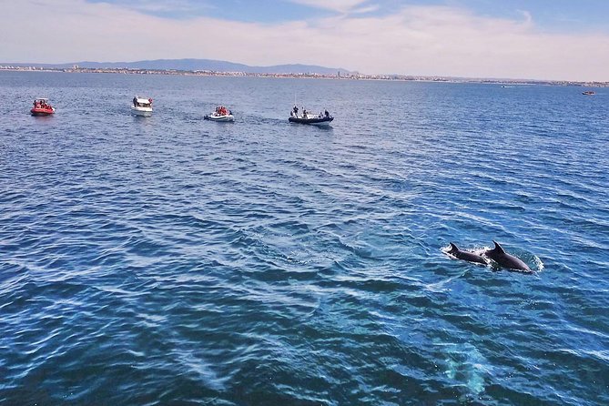 Portimão: Benagil Caves Speedboat Tour - Spotting Local Wildlife