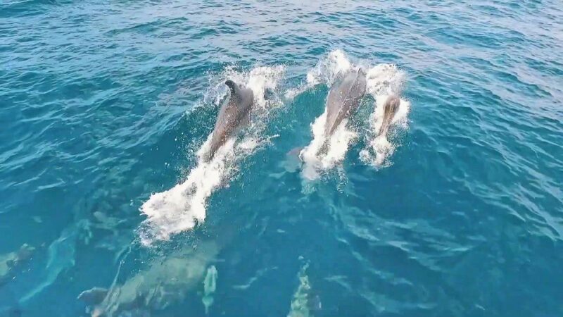 Portimão: Benagil Sea Caves Speedboat Adventure Tour - Suitability and Restrictions