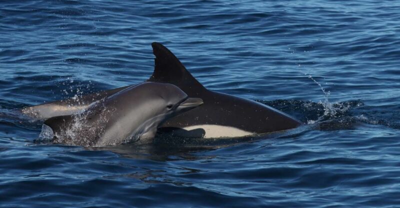 Portimão: Dolphin Watch & Benagil Caves With Biologist Guide - Itinerary & Experience