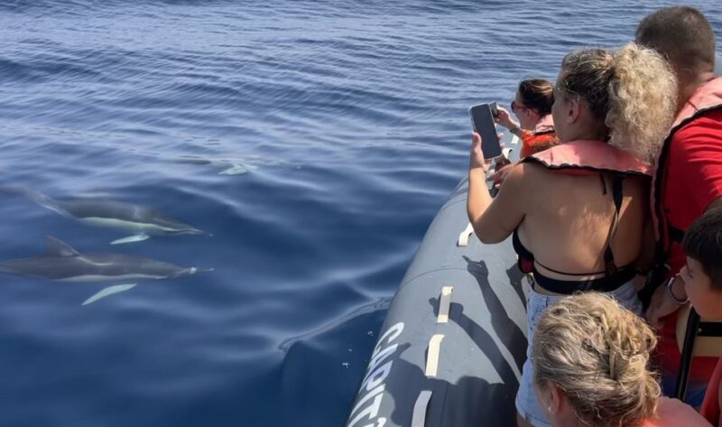 Portimão: Dolphin Watch & Benagil Caves With Biologist Guide - Educational Component