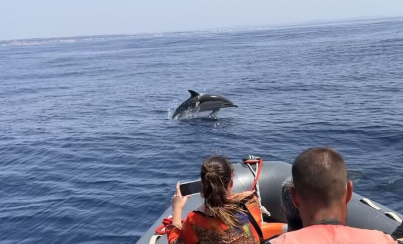 Portimão: Dolphin Watch & Benagil Caves With Biologist Guide - Safety & Comfort