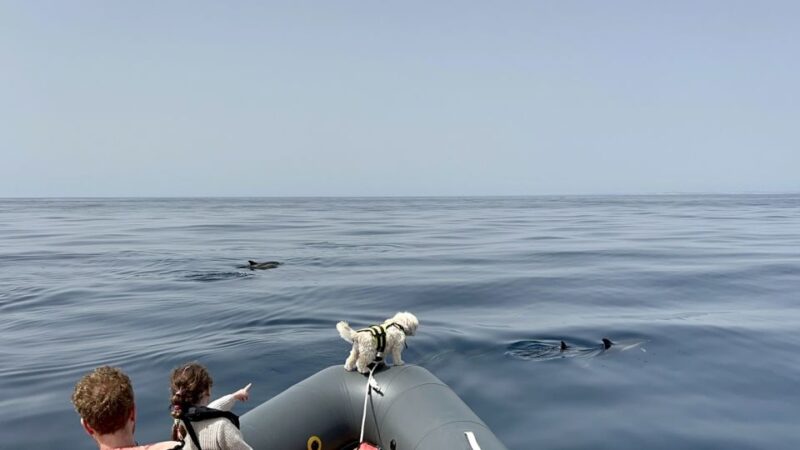 Portimão: Dolphin Watch & Benagil Caves With Biologist Guide - Customer Feedback
