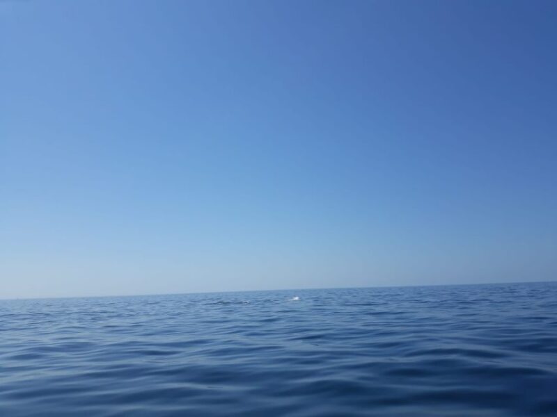Portimão: Dolphin Watching on the Algarve Coast - Frequently Asked Questions