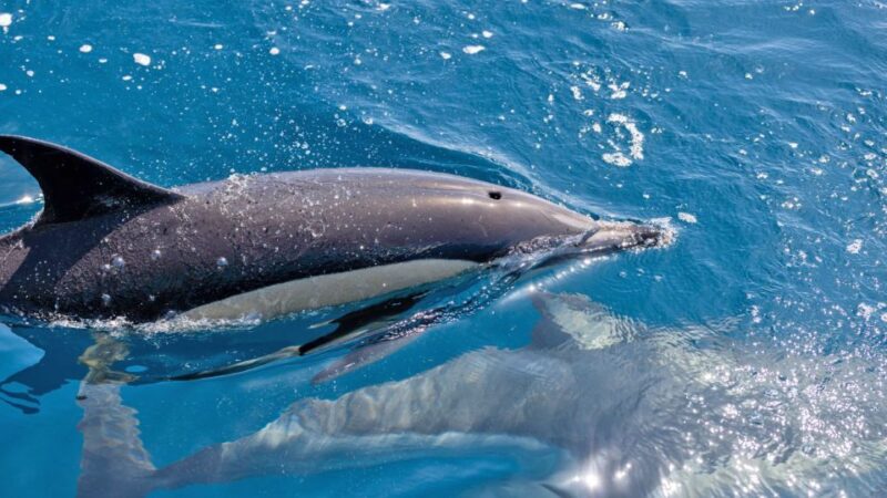 Portimão: Dolphin Watching Tour With Marine Biologist - Experience and Itinerary