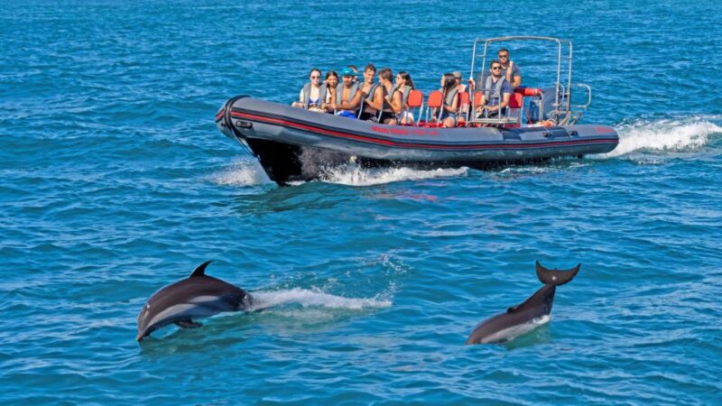 Portimão: Dolphin Watching Tour With Marine Biologist - Experience and Itinerary