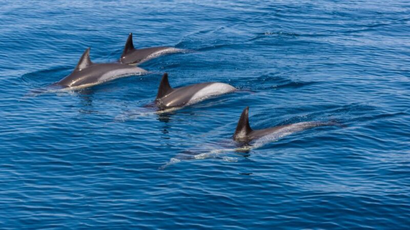 Portimão: Dolphin Watching Tour With Marine Biologist - Participant Information and Restrictions