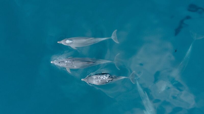 Portimão: Dolphin Watching Tour With Marine Biologist - Customer Reviews and Ratings