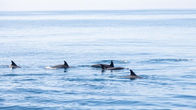 Portimão: Dolphin Watching Tour With Marine Biologist - Booking and Cancellation Policy