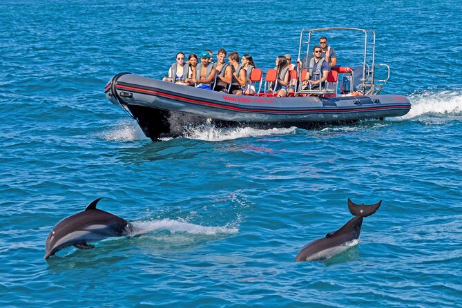 Portimão Dolphin Watching With Marine Biologist - Good To Know
