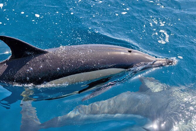 Portimão Dolphin Watching With Marine Biologist - Meeting and Pickup Details