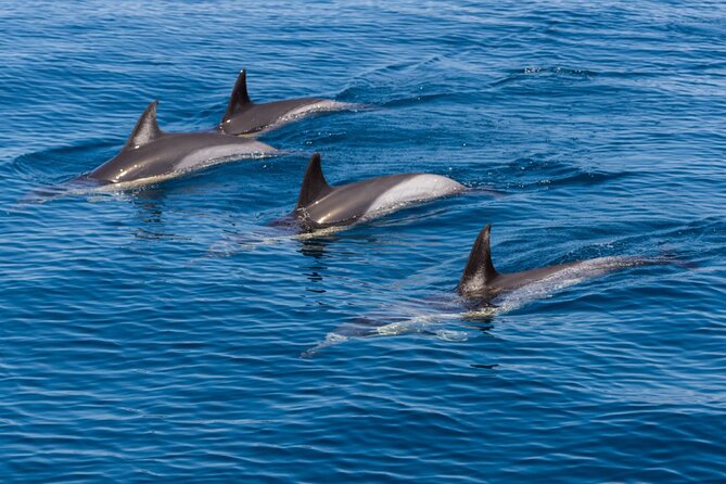 Portimão Dolphin Watching With Marine Biologist - Tour Amenities and Features