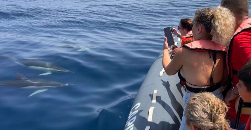 Portimão: Dolphins and Marine Life Boat Tour With Biologist - Key Points