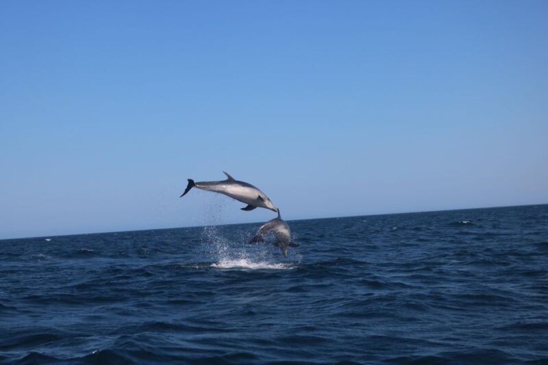 Portimão: Dolphins and Marine Life Boat Tour With Biologist - Responsible Tourism and Conservation