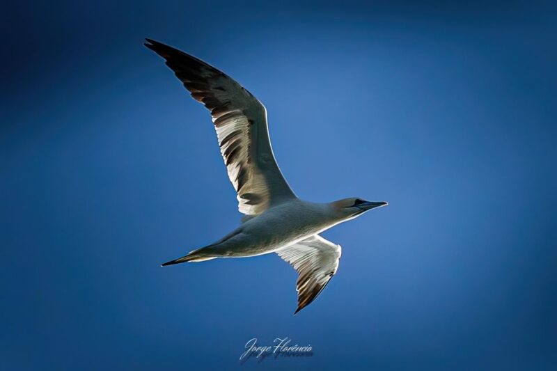 Portimão: Dolphins and Marine Life Boat Tour With Biologist - Tour Inclusions and Meeting Point