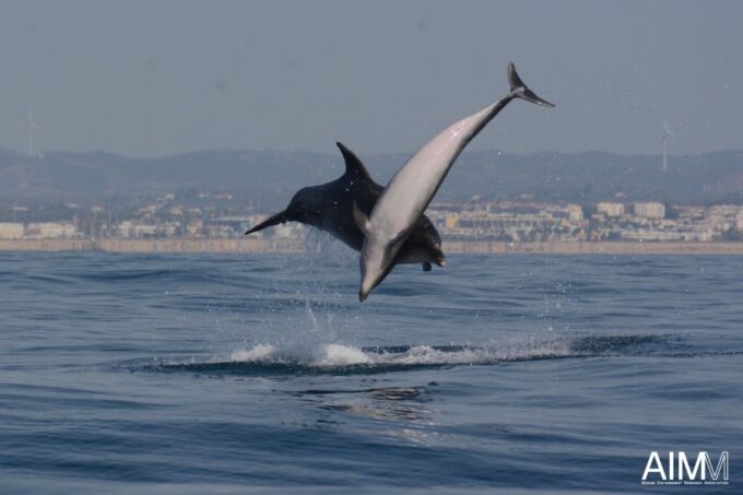 Portimão: Dolphins and Marine Life Boat Tour With Biologist - Booking and Availability