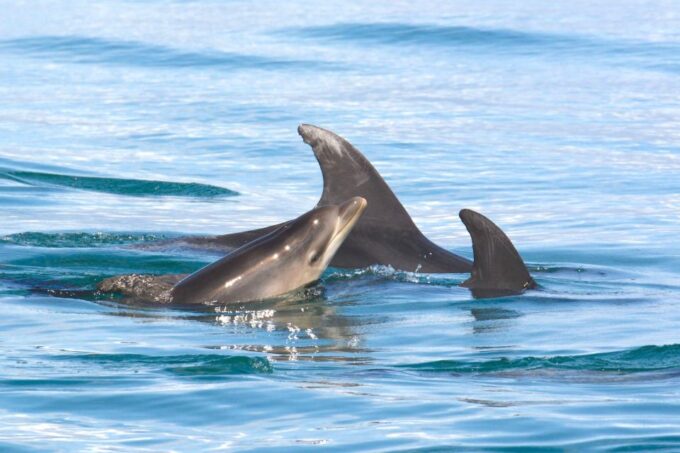 Portimão: Dolphins and Marine Life Boat Tour With Biologist - Frequently Asked Questions
