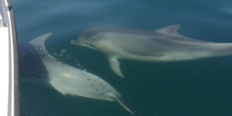Portimão: Sunrise Private Tour - Pricing and Booking