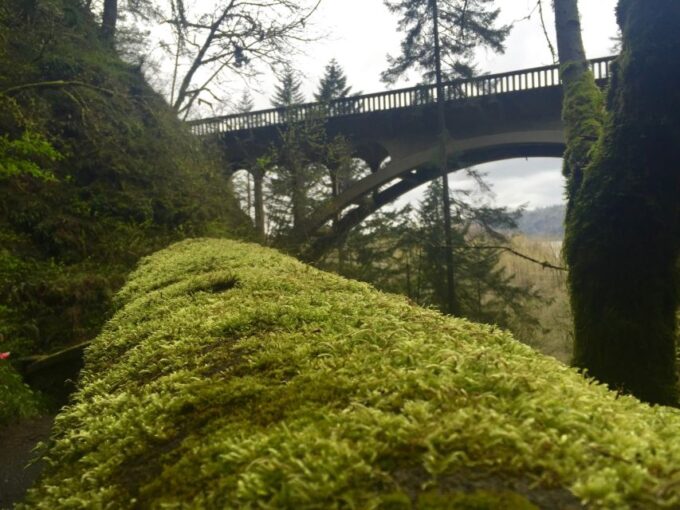 Portland: Columbia River Gorge 3-Hour Small Group Tour - Waterfall Hikes and Stops