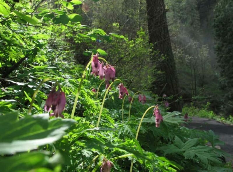 Portland: Columbia River Gorge Waterfalls Hike & Bike Tour - FAQ
