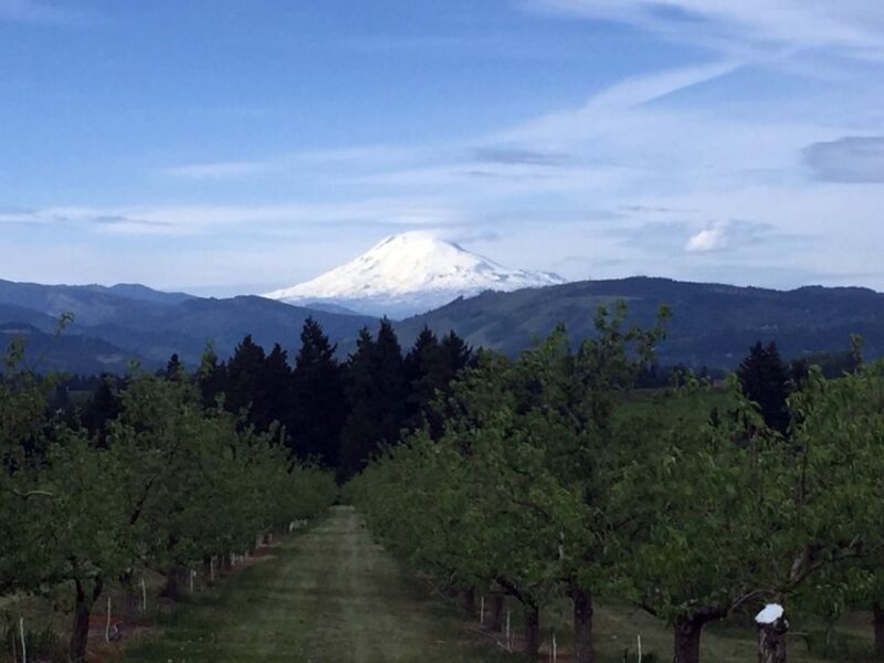 Portland: Mount Hood Wine and Waterfalls Full-Day Tour - Customer Feedback