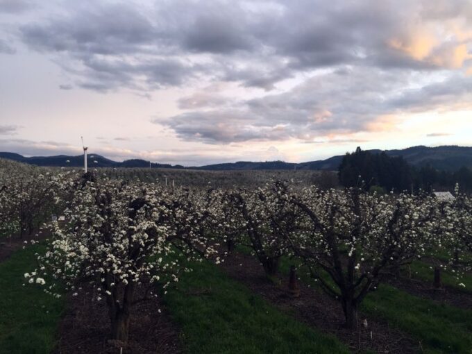 Portland: Mount Hood Wine and Waterfalls Full-Day Tour - Winery Experiences