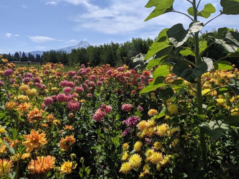 Portland: Multnomah Falls and Hood River Day Trip With Train - Itinerary Highlights