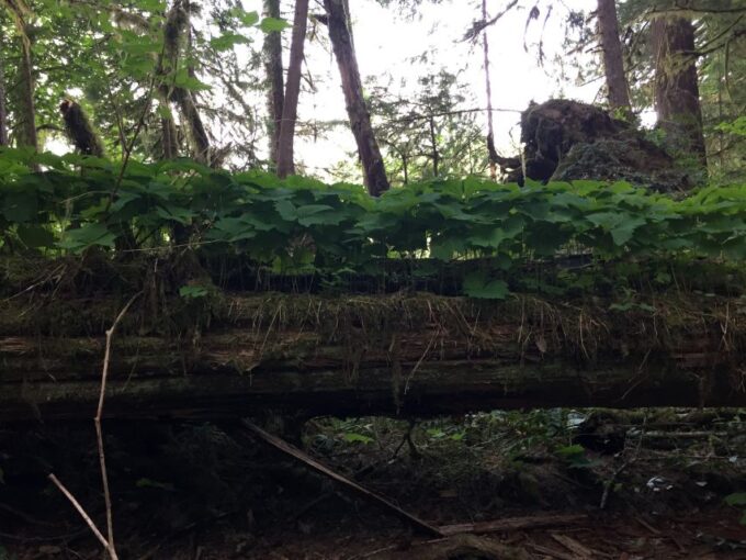 Portland: The Mt. St. Helens Adventure Tour - Small Group Experience