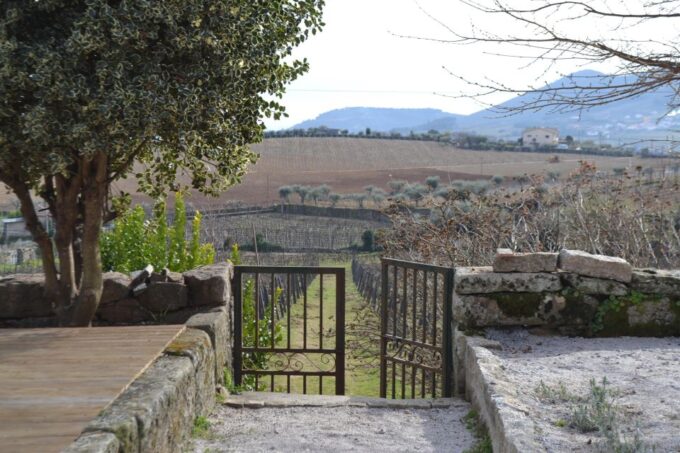 Porto: 3 Douro Valley Vineyards Tour With Lunch - Wine Tasting Experiences
