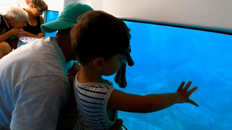 Porto: Discovery of the Marine Fauna and Flora/Bay of Porto - Exploring the Seabed and Biodiversity