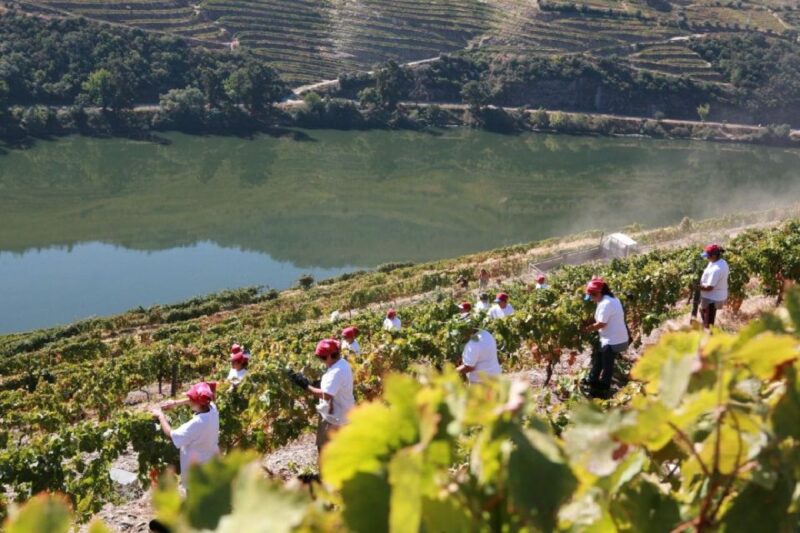 Porto: Douro Valley Private Tour With Winery Lunch & Cruise - Key Points