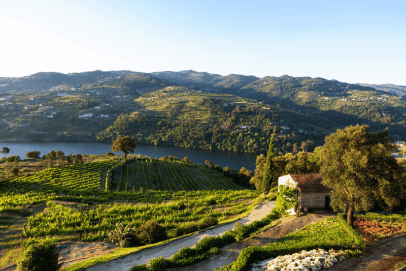 Porto: Douro Valley Wine Tour With Lunch & River Cruise - Itinerary Highlights