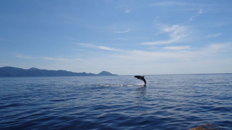 Porto: Half-Day Cruise Scandola Reserve & Calanche De Piana - Booking Options