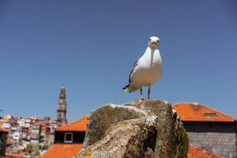 Porto: Harry Potter's Inspiration Tour - Tour Highlights
