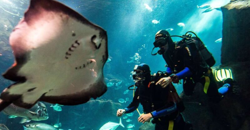 Porto Moniz: Diving With Sharks and Rays in Madeira Aquarium - Participant Suitability and Requirements