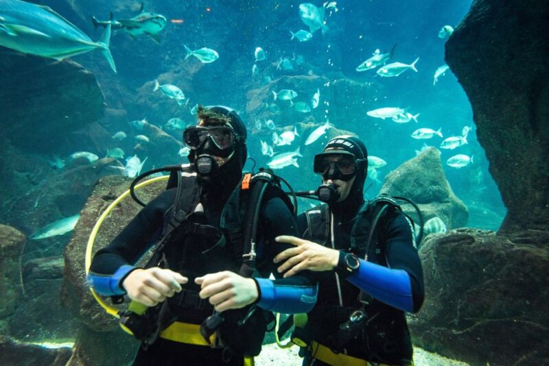 Porto Moniz: Diving With Sharks and Rays in Madeira Aquarium - Guided Tour and Warm-up Session