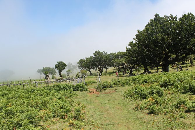 Porto Moniz - Enchanted Terraces: Open 4x4 Full Day Tour - Reviews