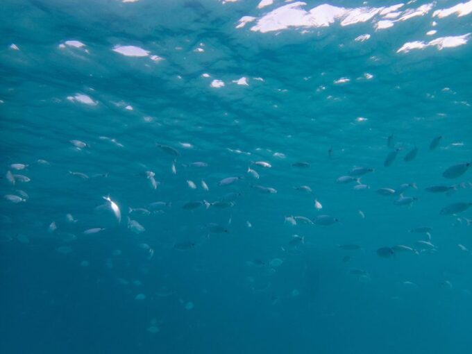 Porto Pollo: La Maddalena Islands Snorkeling Tour - Meeting Point