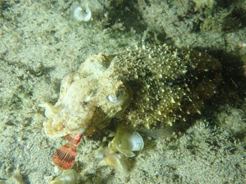 Porto Santo: Private Night Snorkeling Tour - Underwater Nighttime Adventure