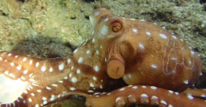 Porto Santo: Private Night Snorkeling Tour - Booking and Availability