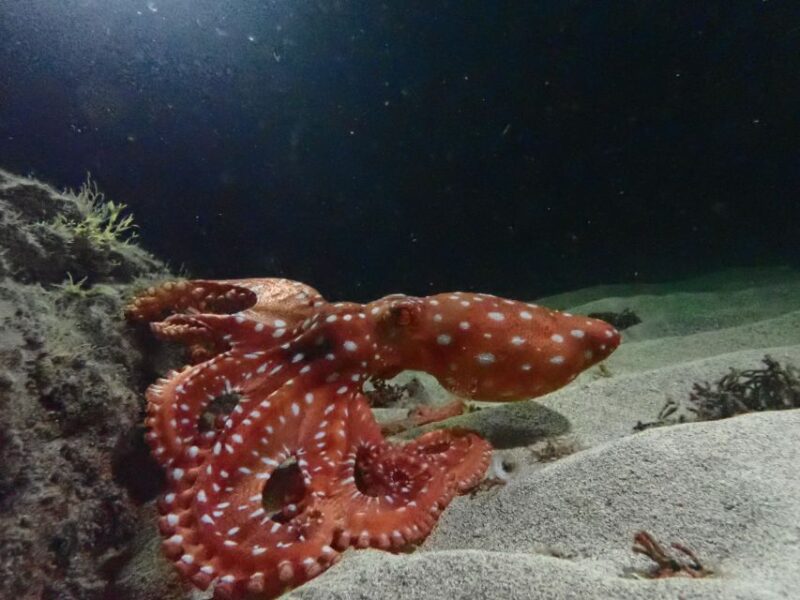 Porto Santo: Private Night Snorkeling Tour - Key Points