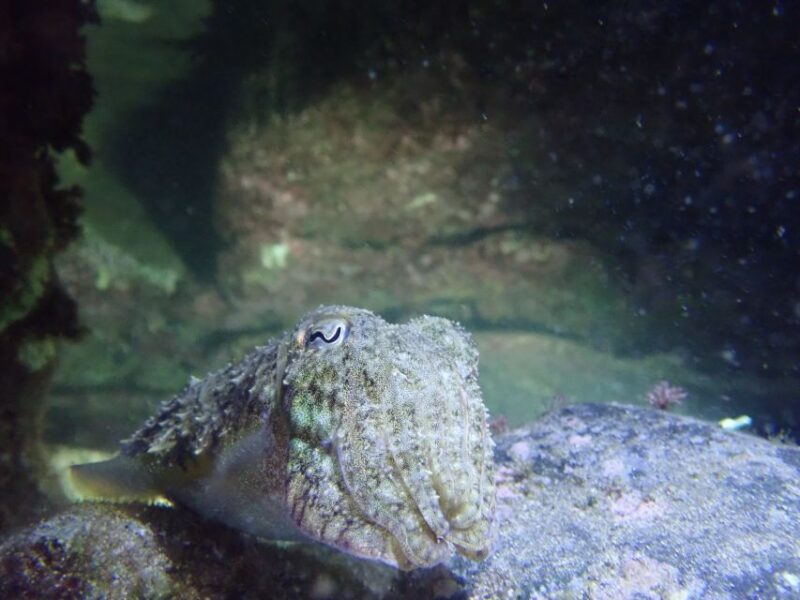 Porto Santo: Private Night Snorkeling Tour - Underwater Nighttime Adventure